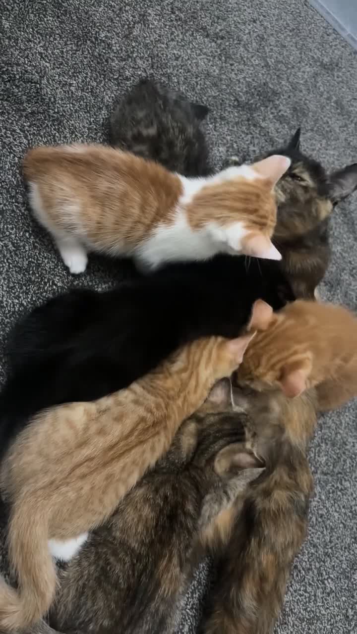 Domestic Shorthair cats for sale: Domestic Shorthairs - Tabbies and Ginger babies  - Video 2