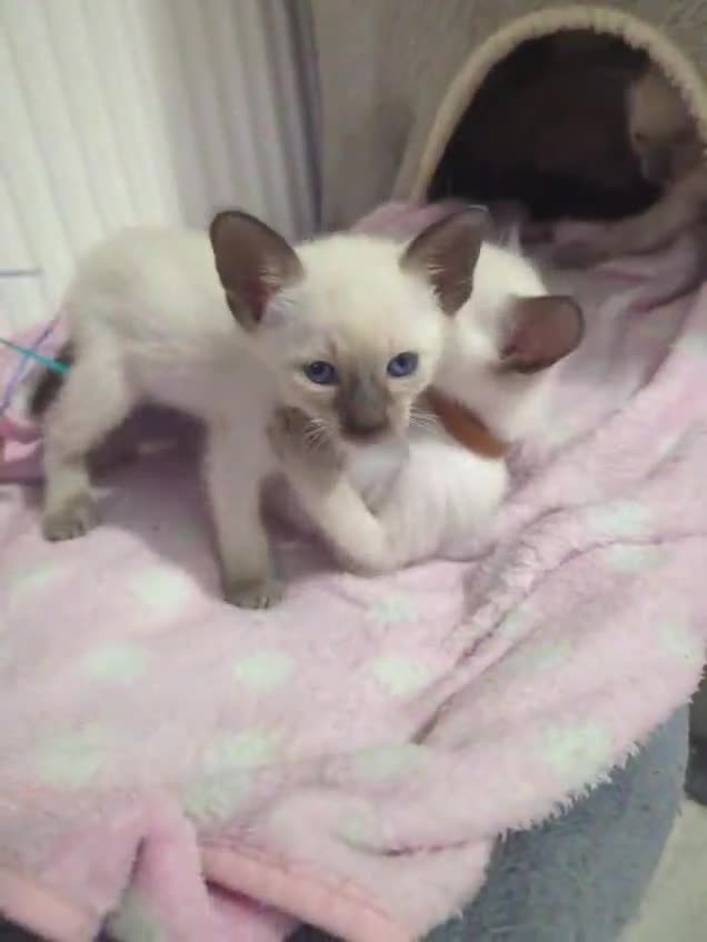 Siamese cats for sale: Your Heart Will Melt! Amazing Siamese Kittens! - Video 1