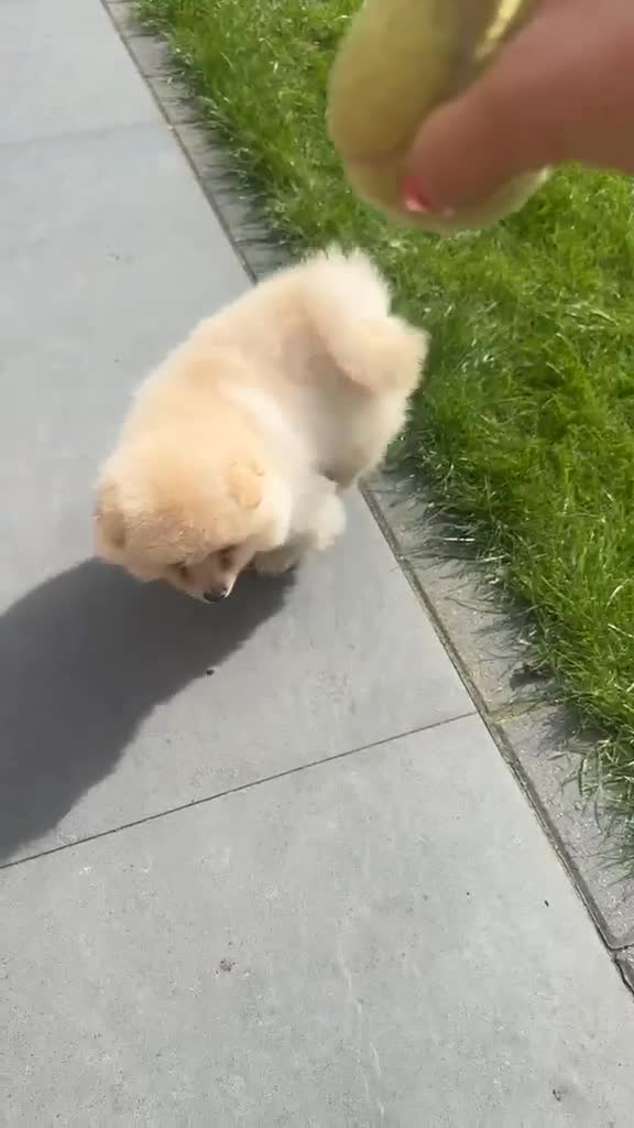 Pomeranian dogs for sale: Gorgeous Pomeranian puppy in Feltham - Video 1