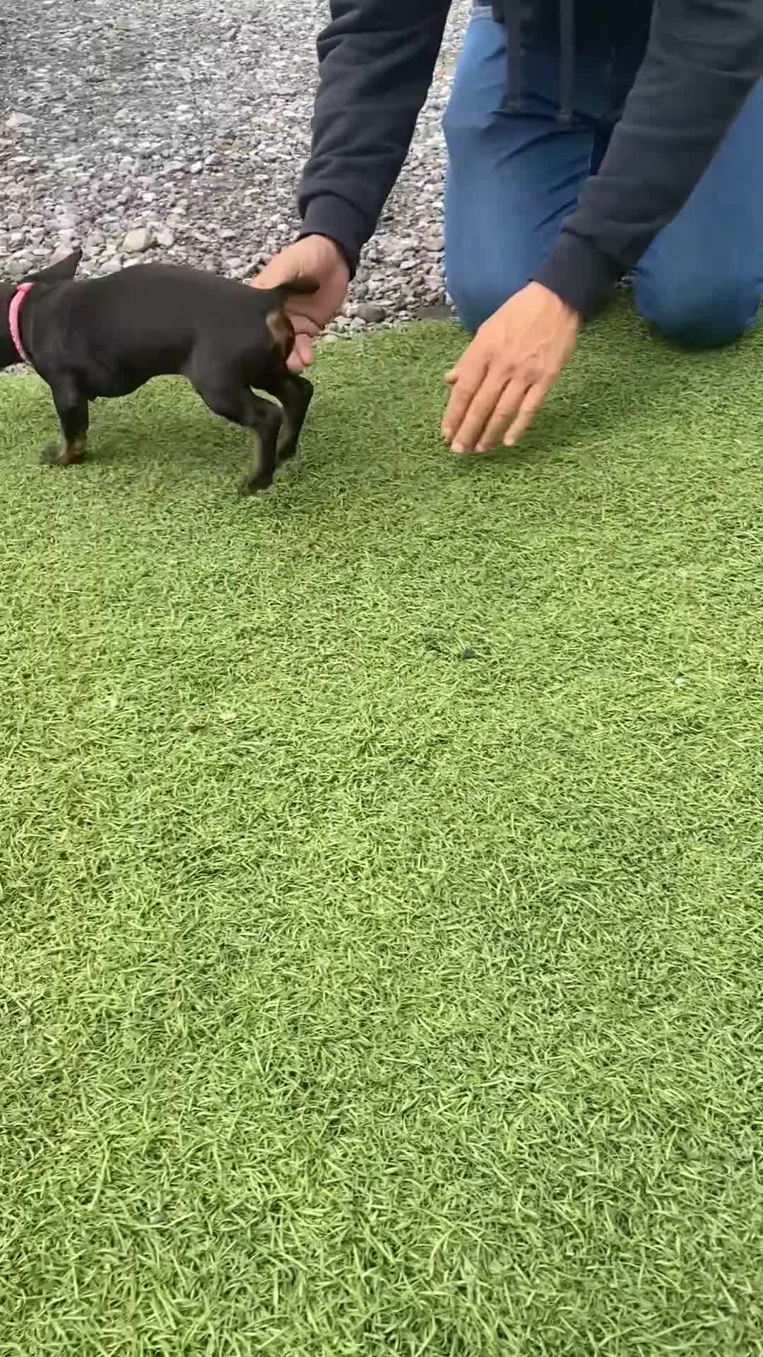 Dachshund dogs for sale: Last little Girl looking for her forever Home  - Video 1