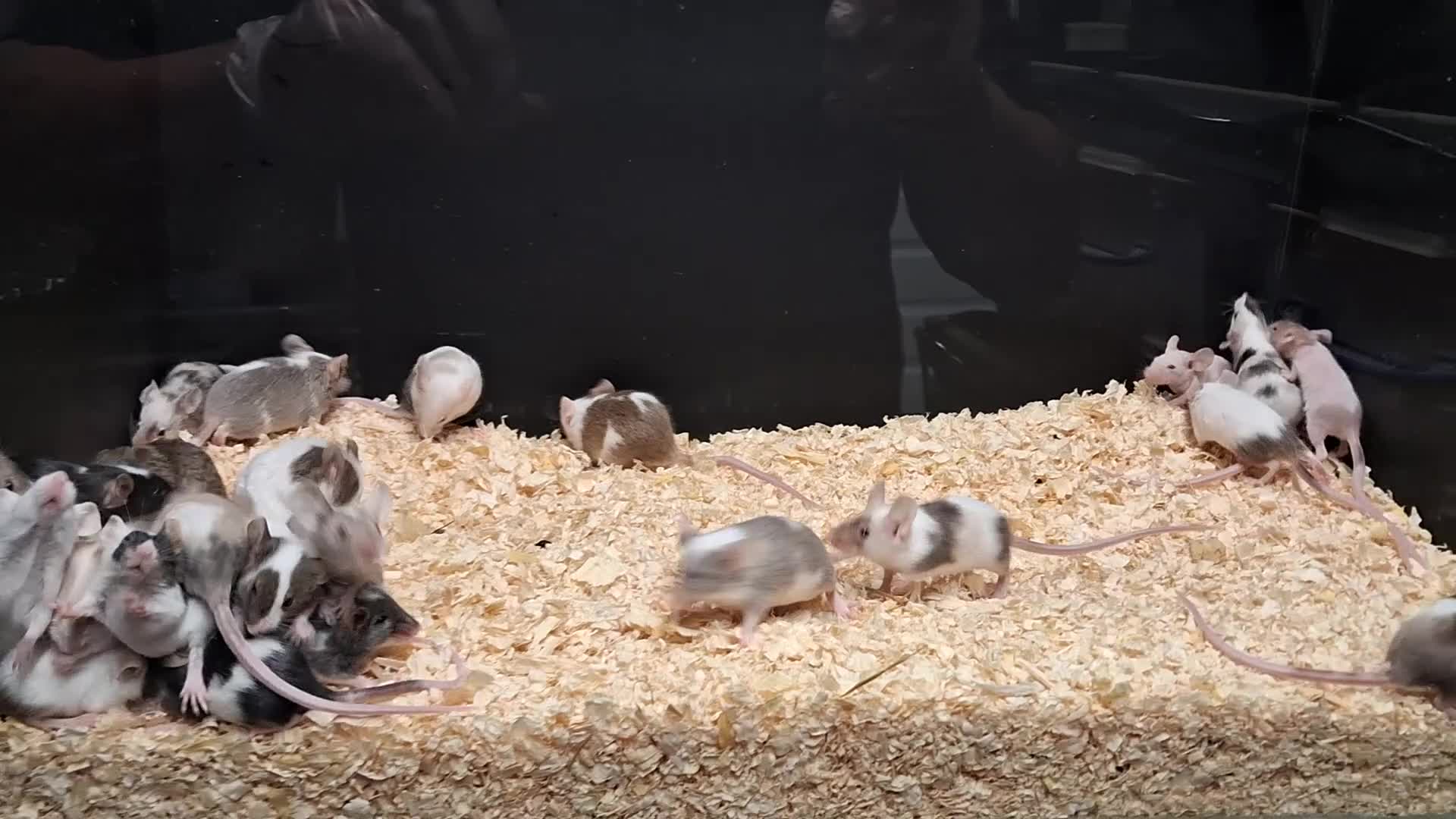 Mouse rodents for sale: Baby Fancy Female Mice - Video 1