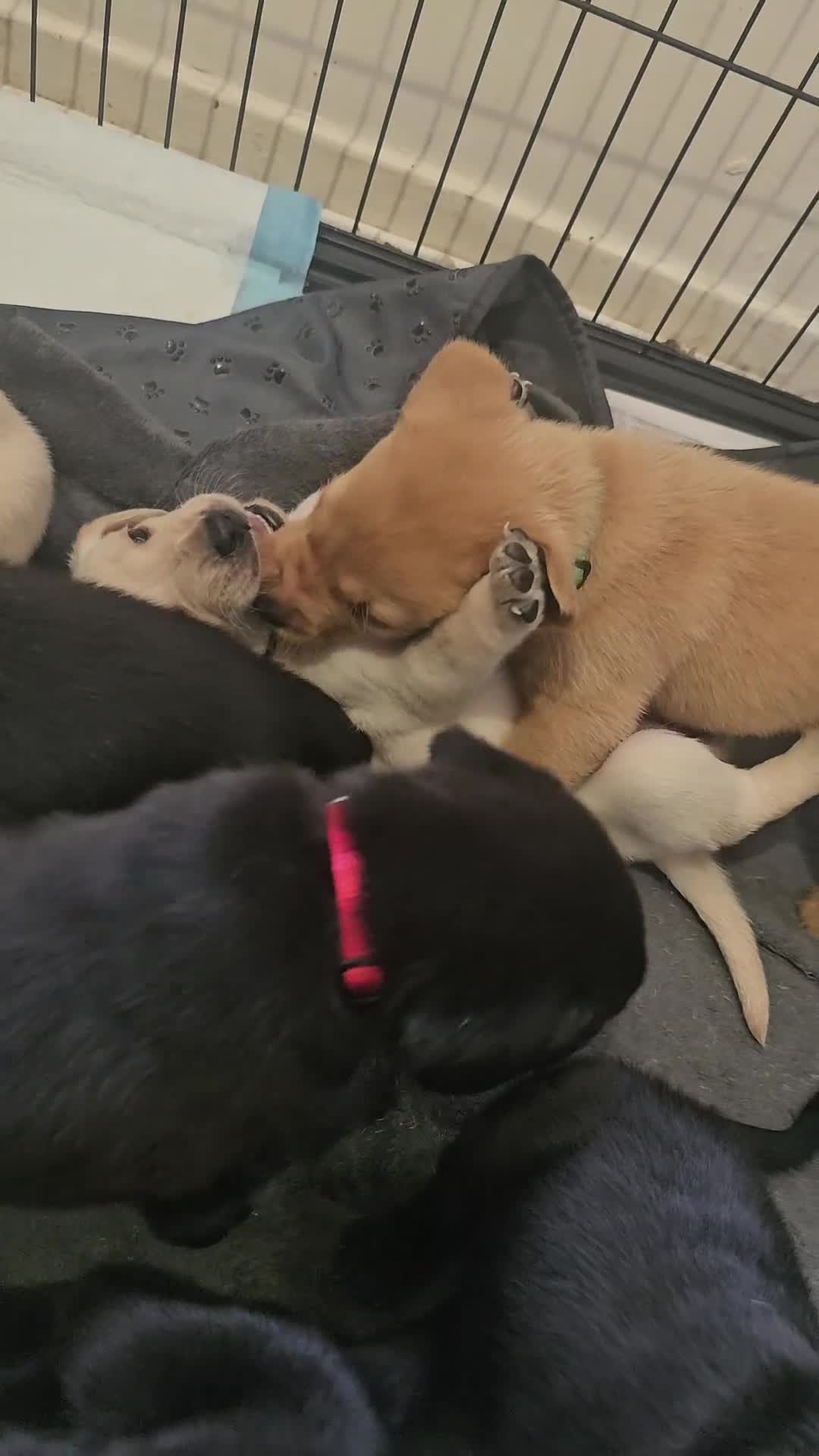 Labrador Retriever dogs for sale: Outstanding litter of 7 KC Reg Labrador Pups - Video 4