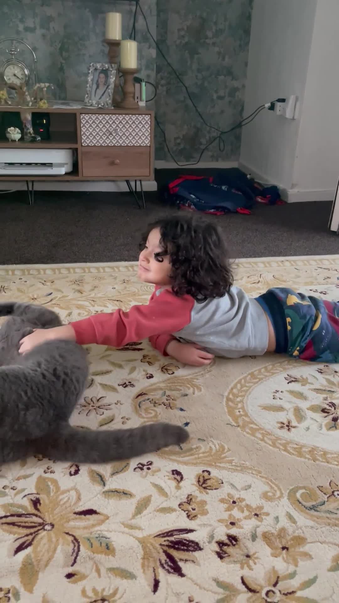 British Shorthair cats for sale: Blue British short hair  - Video 1