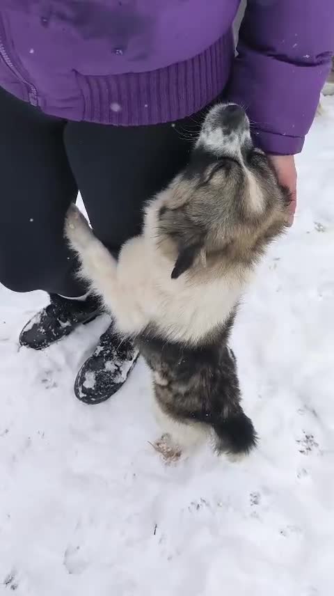 Mixed Breed dogs for adoption: ❤️🐶 RACHEL – A LITTLE ANGEL in Lichfield - Video 4