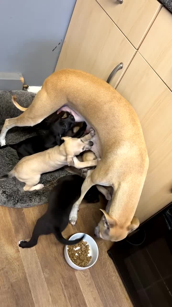 Whippet dogs for sale: 3 Whippets available from 10/09/25 - Video 2