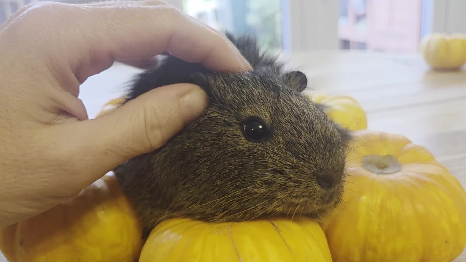 Guinea Pig rodents for sale: READY NOW. 2 young Sister Guinea Pigs - Video 3