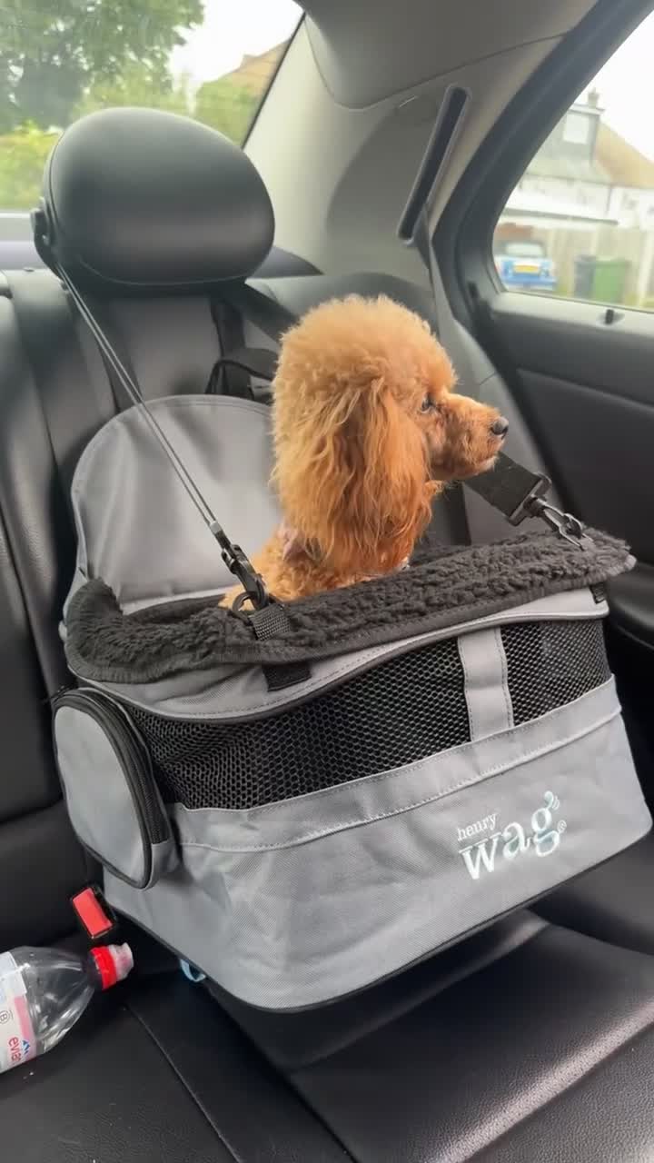 Toy Poodle dogs for sale: Toy poodle female  - Video 1