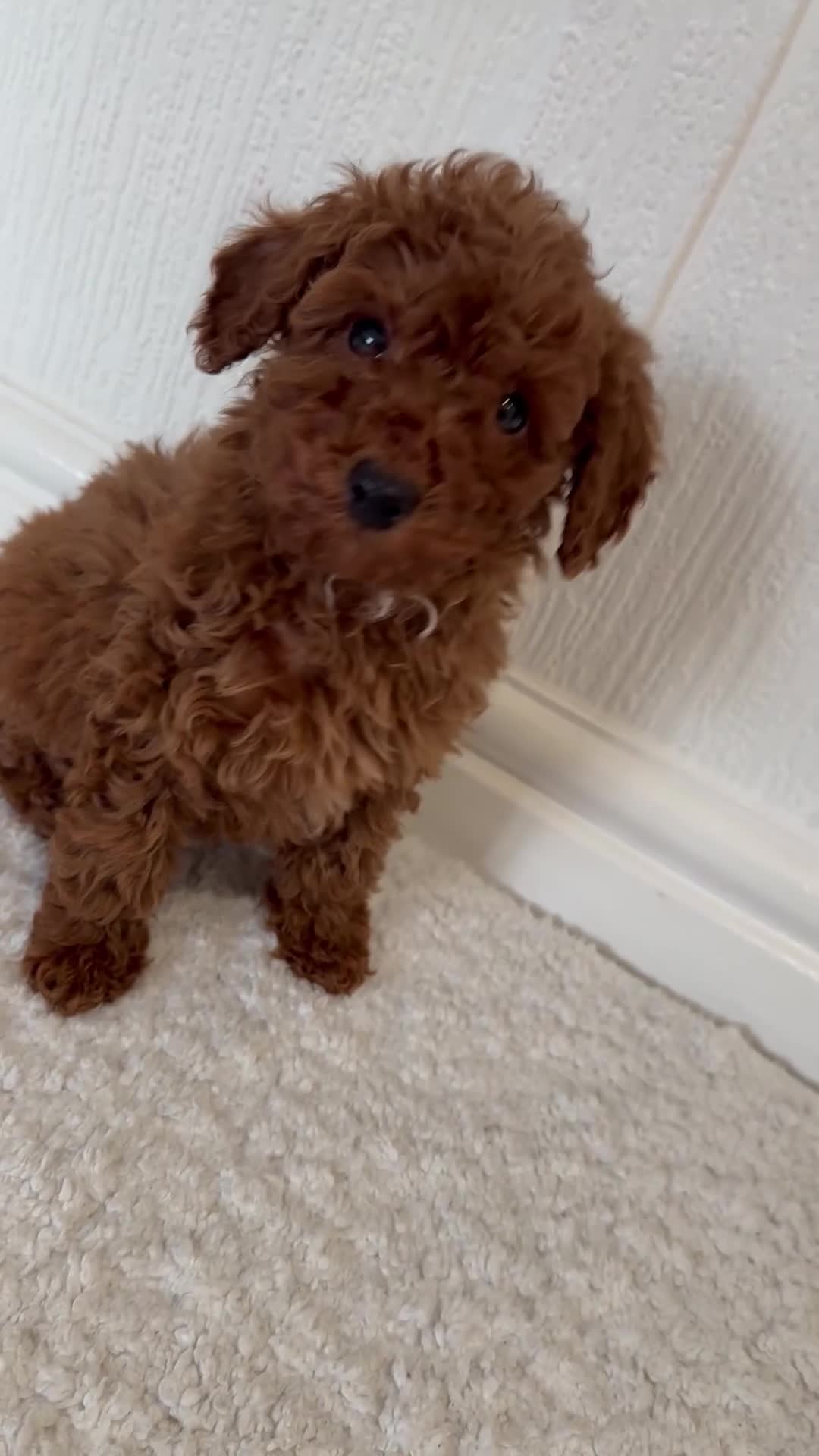 Maltipoo dogs for sale: Red coated maltipoos puppies for sale ♥️🐾 - Video 1