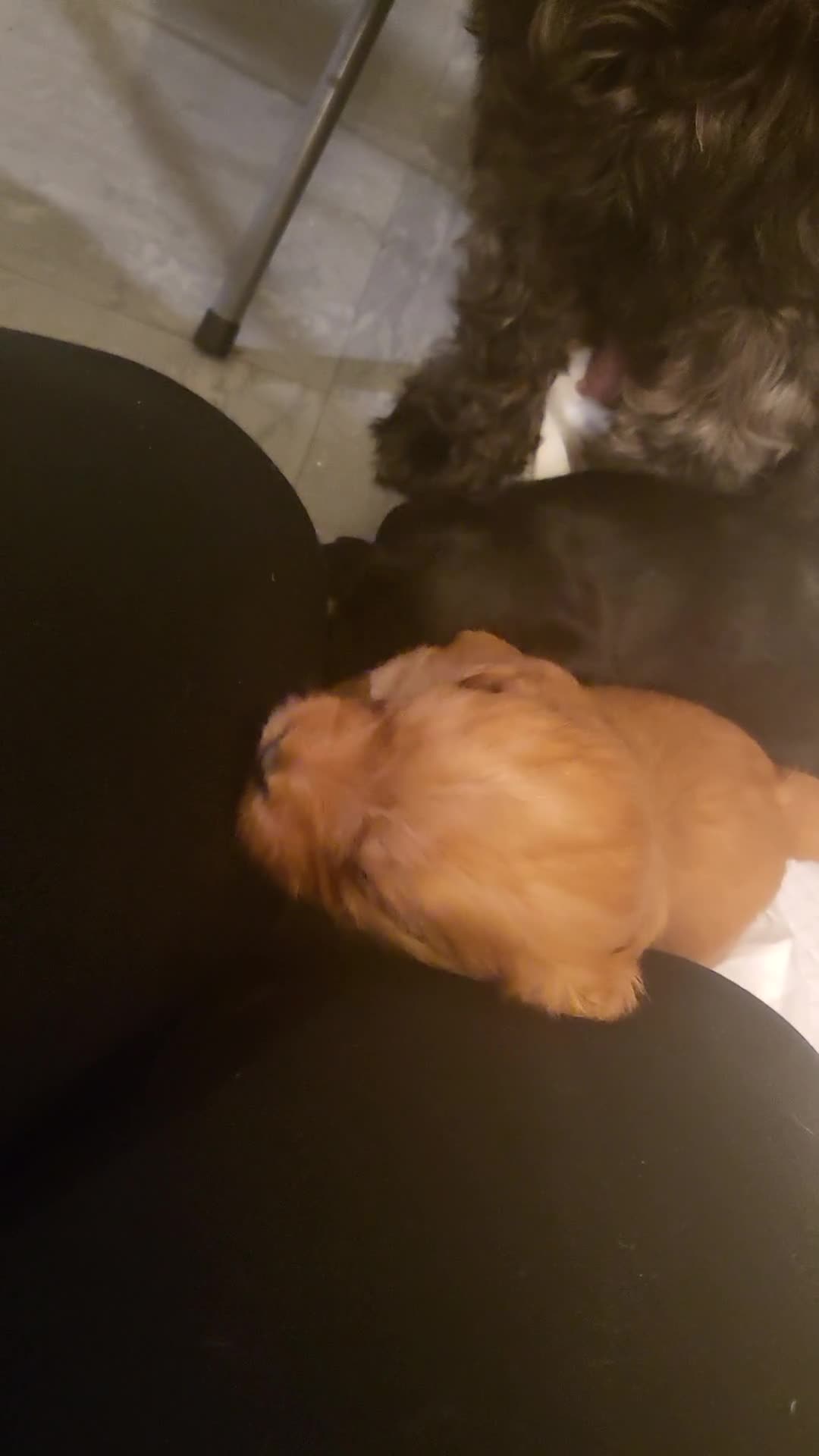 Mixed Breed dogs for sale: Pooshi x Bedipoo  - Video 1