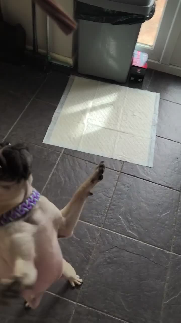 Pug dogs for sale: Three year old female pug called Ruby - Video 1