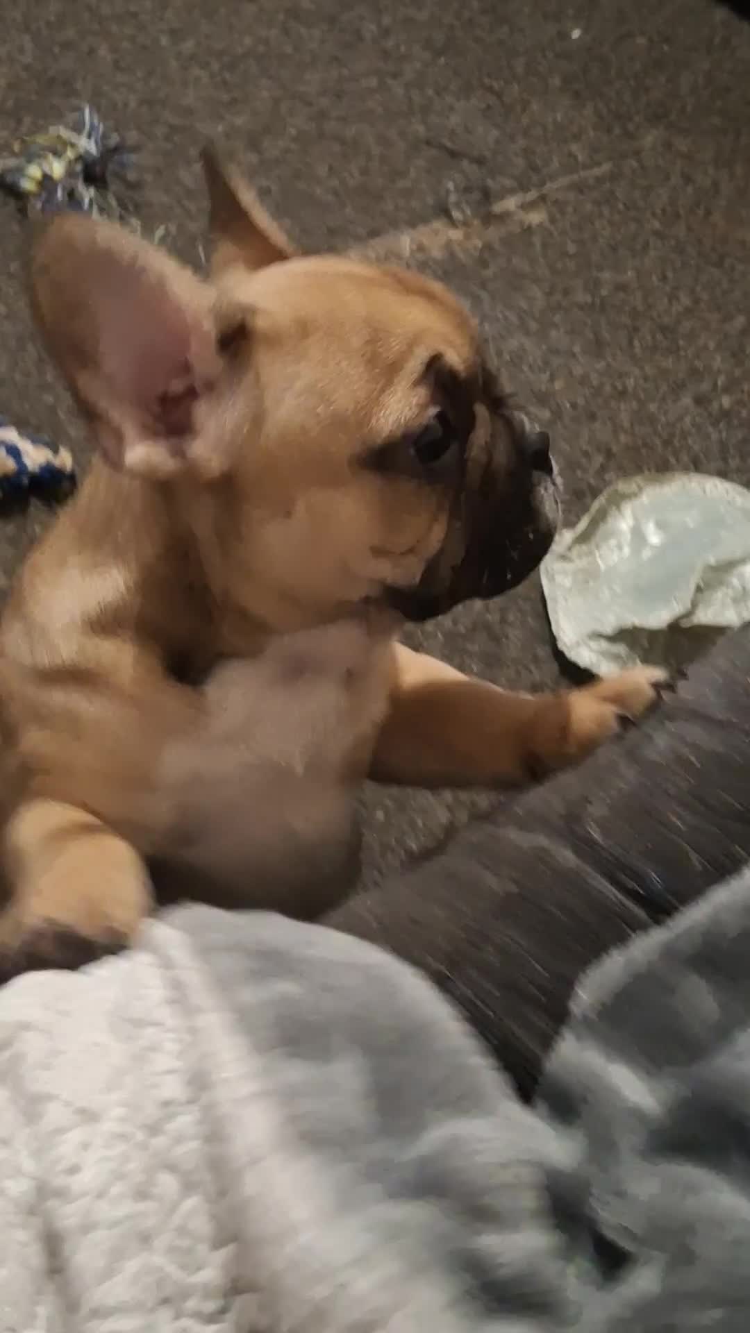 French Bulldog dogs for sale: STUNNING FRENCH BULL DOG PUPS READY NOW - Video 1