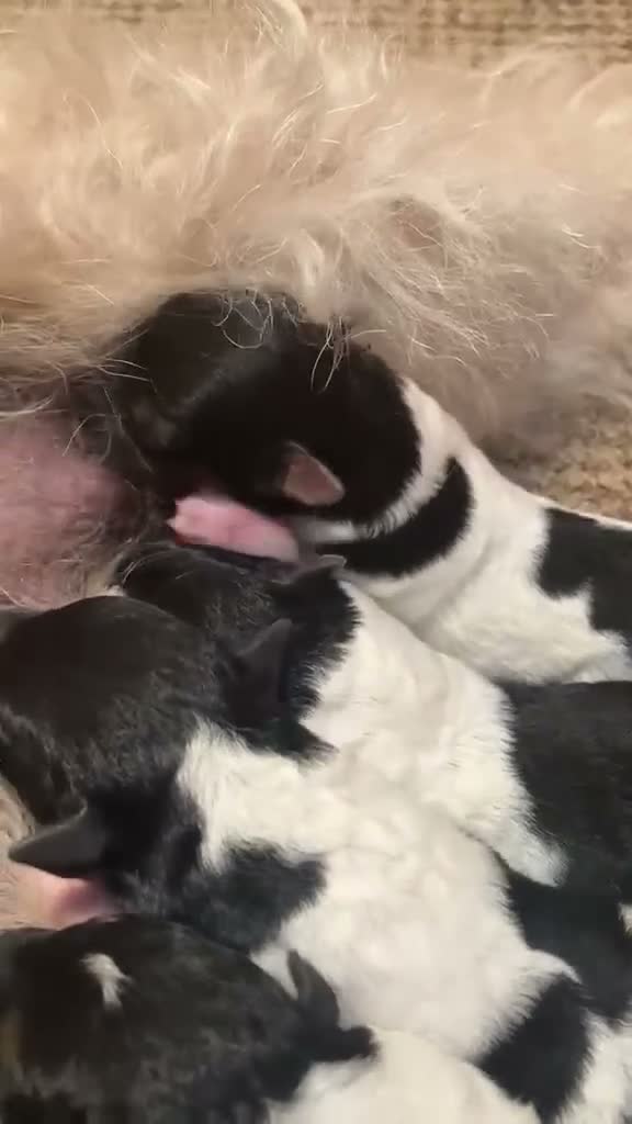 Fox Terrier dogs for sale: Beautiful Fox Terrier Pups - Video 2