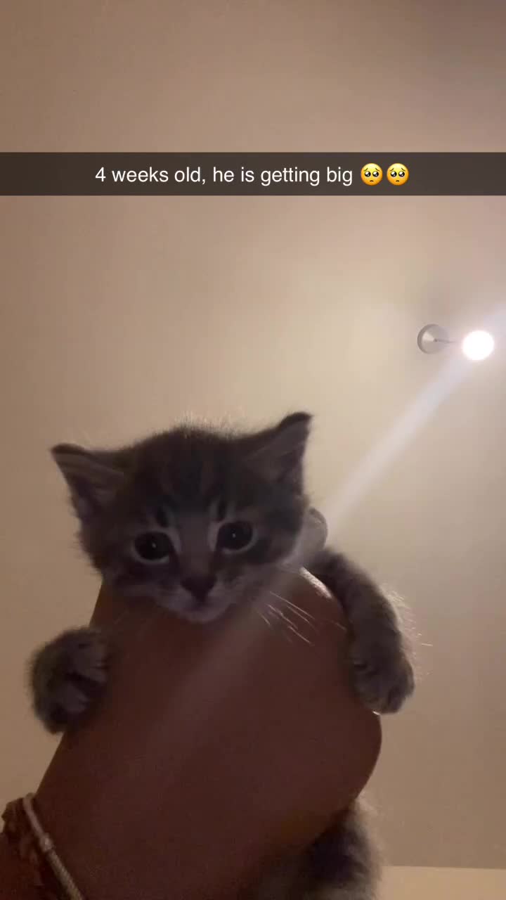 Nebelung cats for sale: Adorable Grey and white kittens available  in London - Video 1