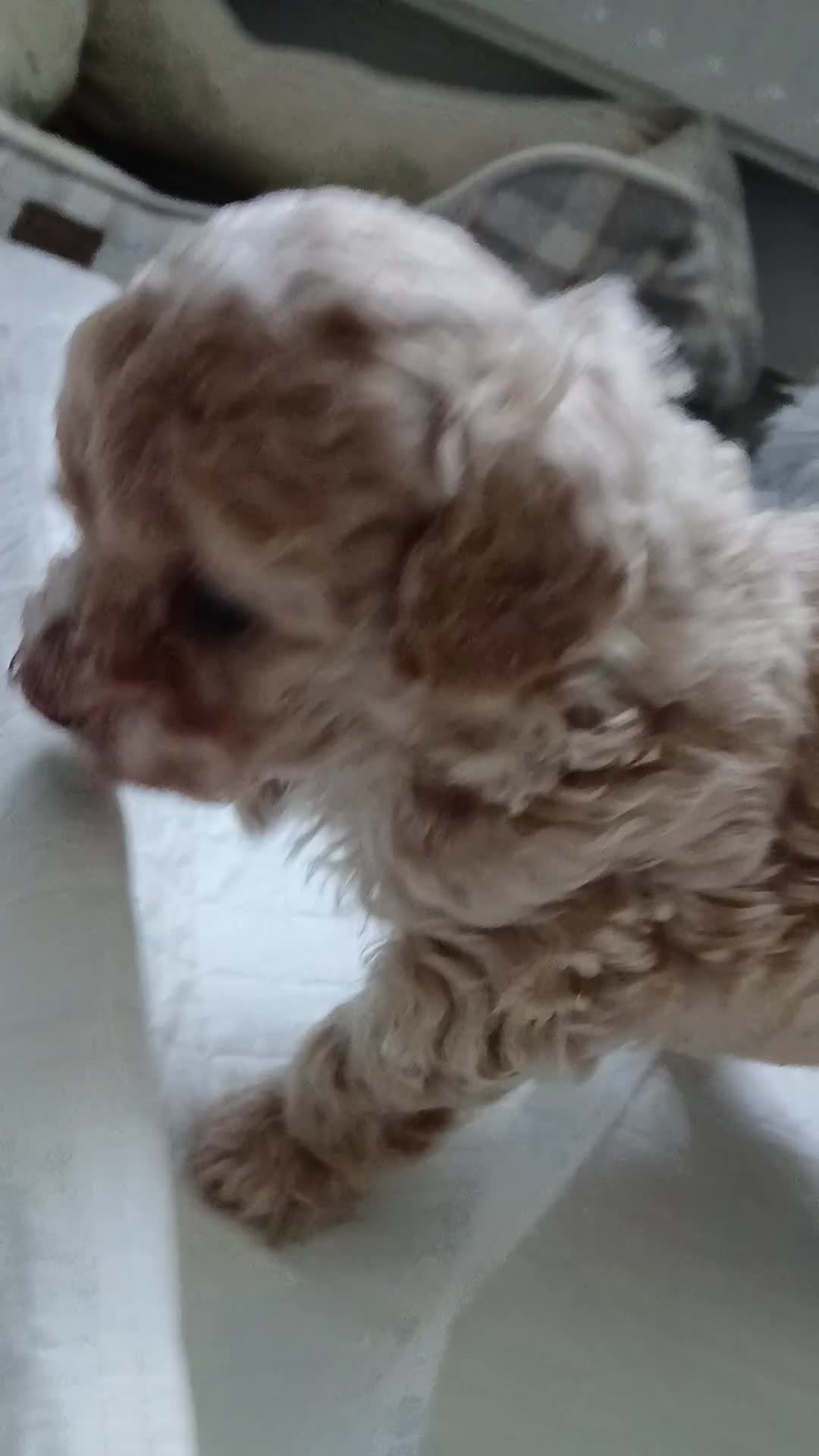 Maltipoo dogs for sale: Malitpoo  puppies  for sale in Canterbury - Video 2
