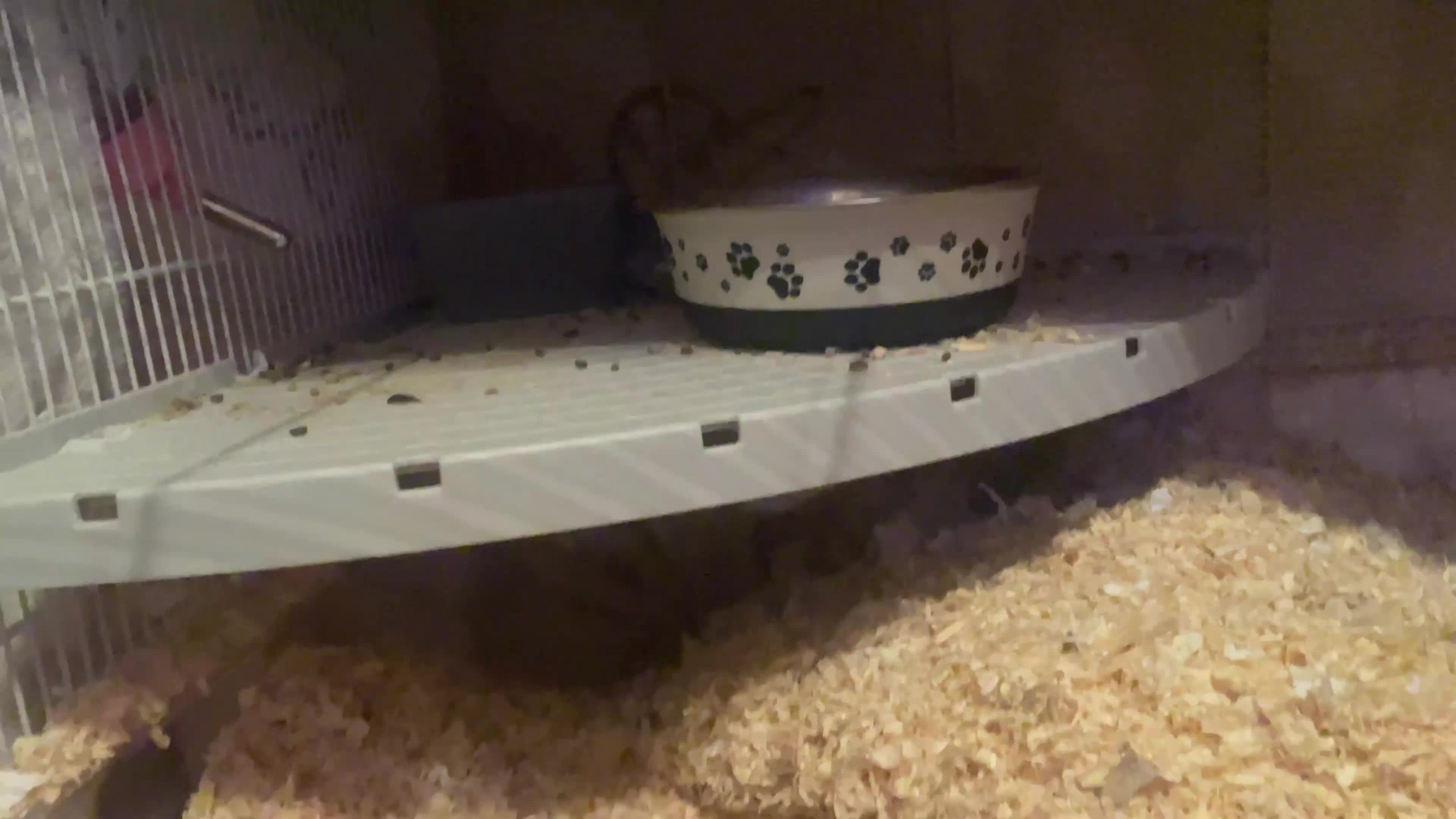 Gerbil rodents for sale: 2 male gerbils for sale  - Video 4
