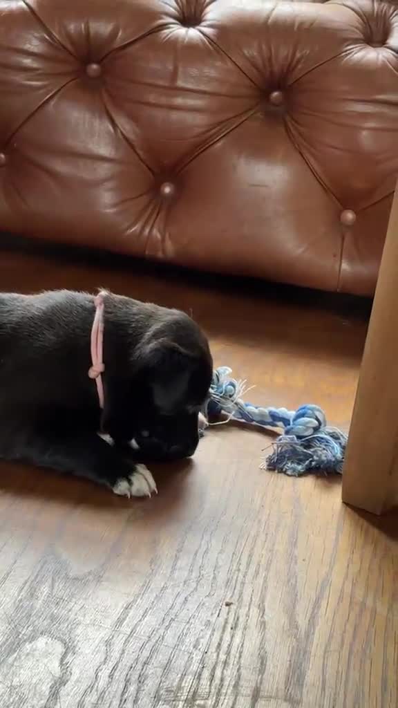 Mixed Breed dogs for sale: Rhodesian Ridgeback X Canaan Dog Puppies  - Video 1