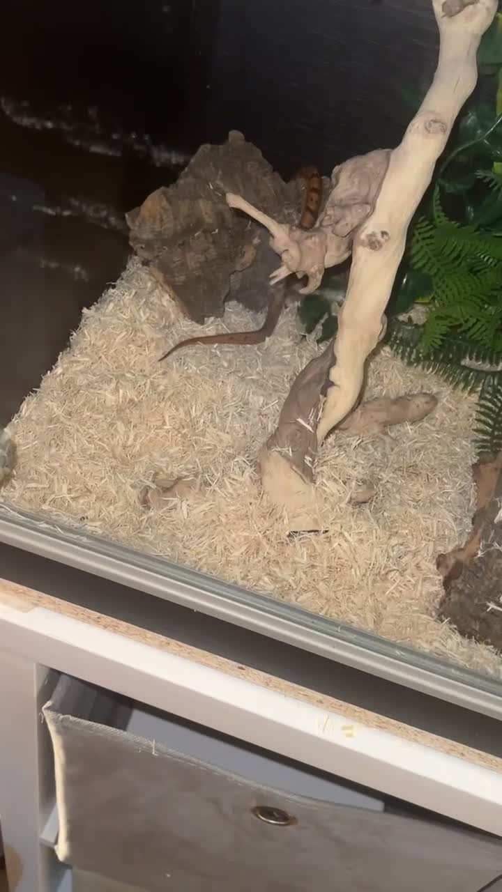 King Snake reptiles for sale: Apalachicola king snake  - Video 1