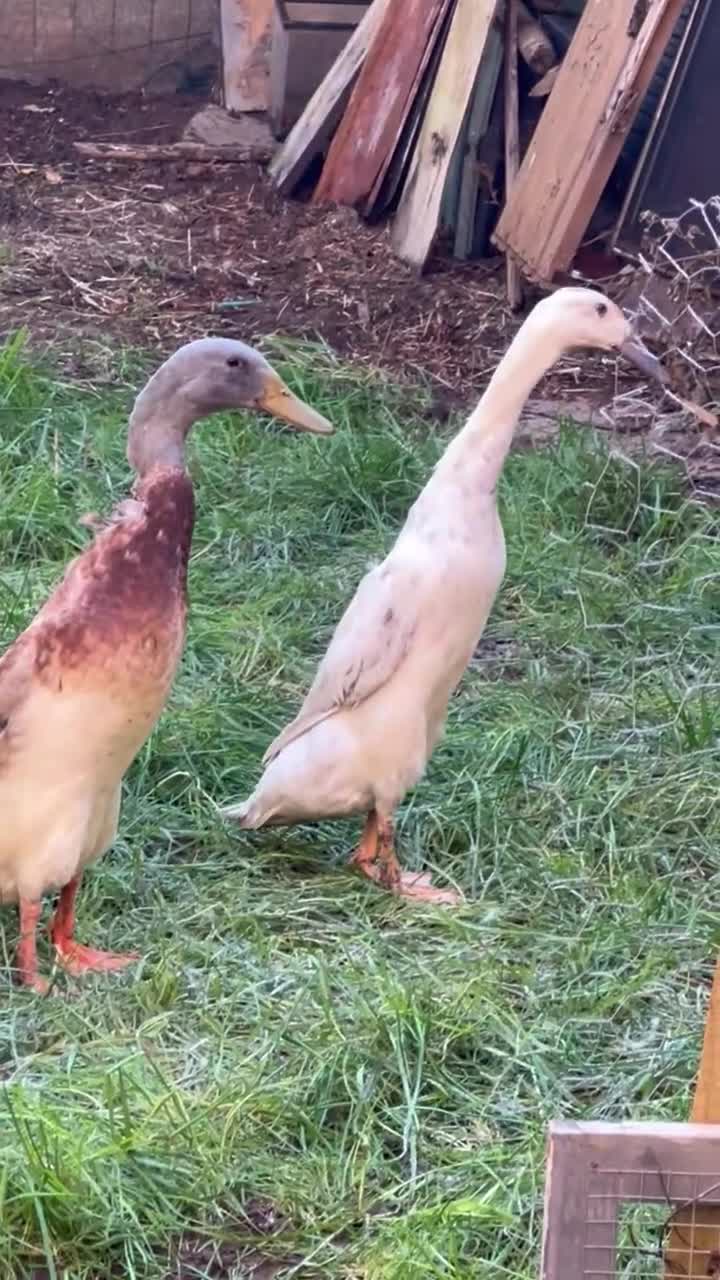 Ducks poultry for sale: 2 Runner ducks  - Video 1