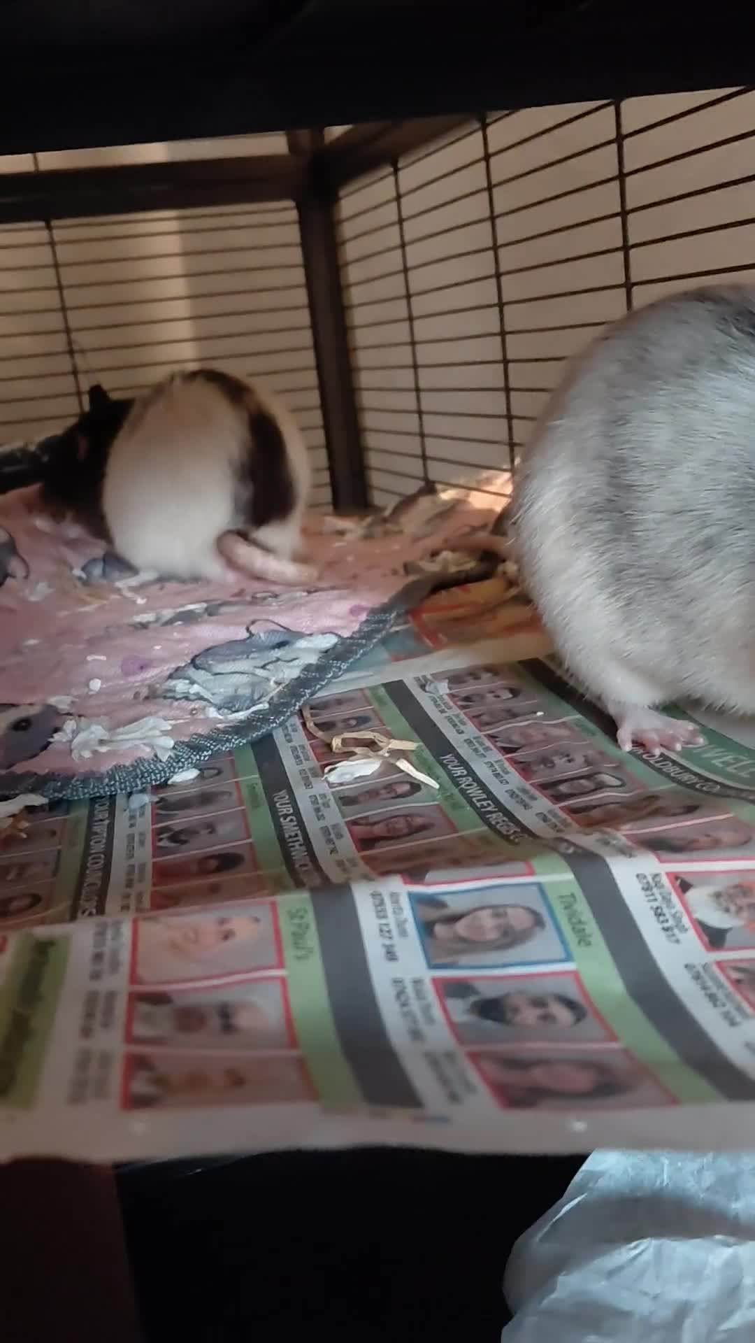 Rat rodents for sale: 2 male rats - Video 3