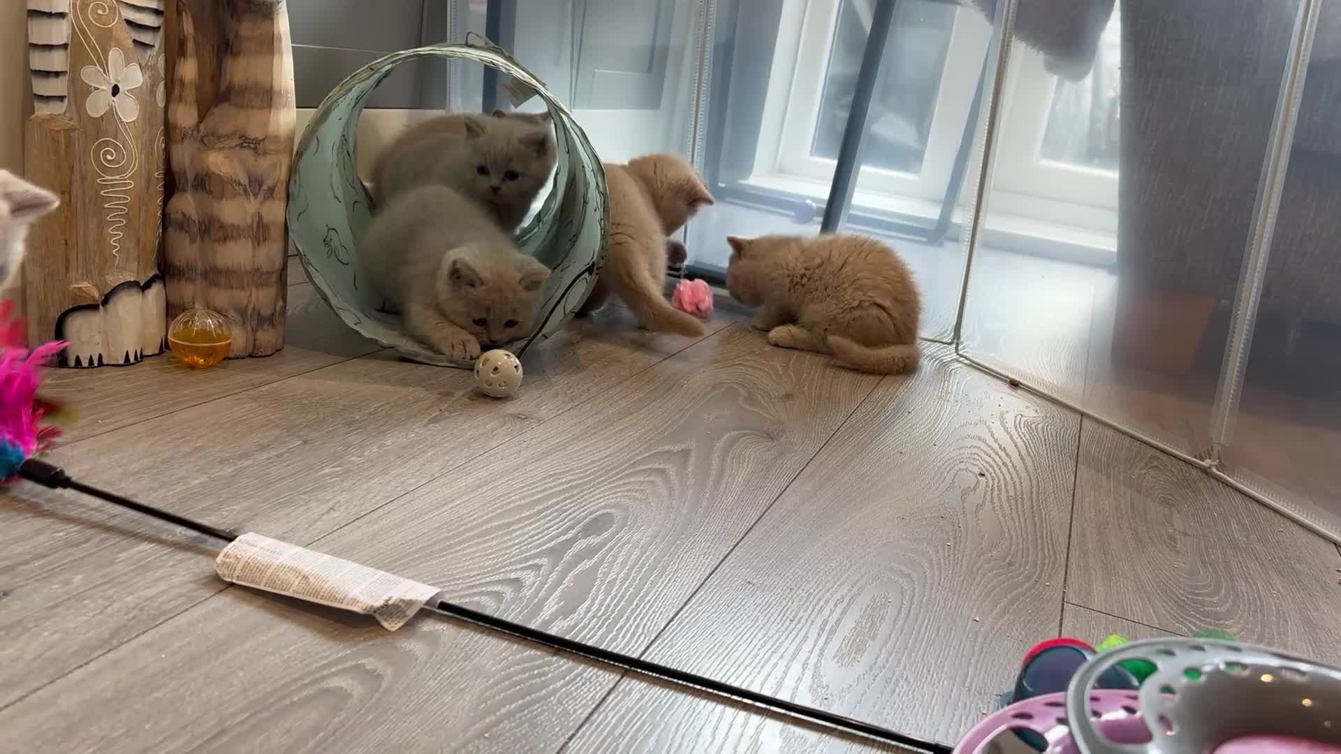 British Shorthair cats for sale: Beautiful Lilac British Shorthair, Registered - Video 3