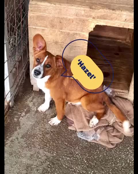 Mixed Breed dogs for adoption: Hazel, 6 mnths approx. Reserved Stc. in Brixham - Video 1