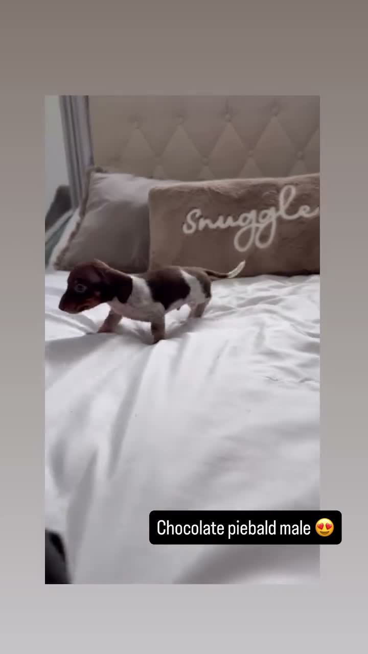Miniature Dachshund dogs for sale: Miniature dachshunds - Video 2