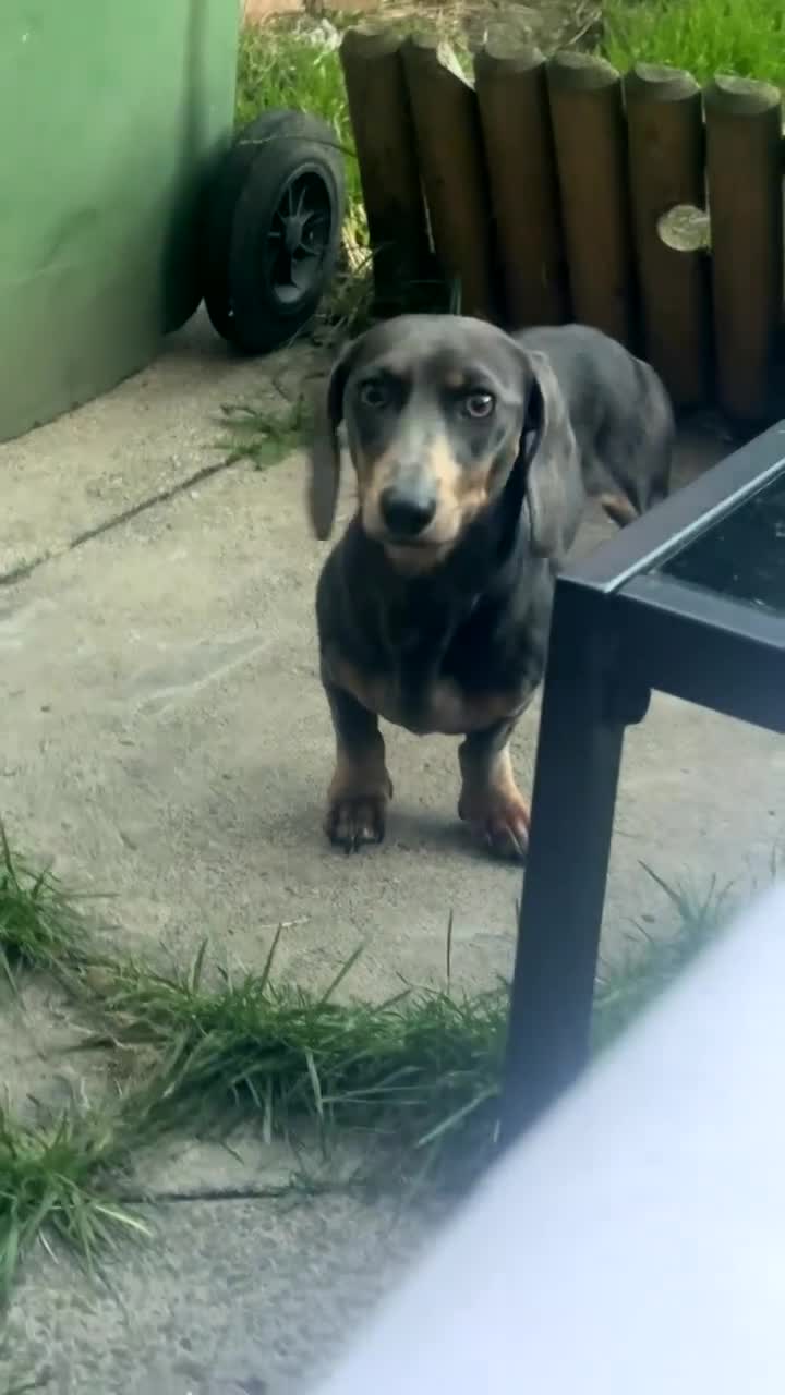 Miniature Dachshund dogs for sale: silver dapple dachound miniature girl  - Video 1
