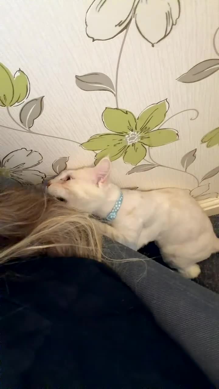 Maine Coon cats for sale: cream smoke boy for sale - Video 1