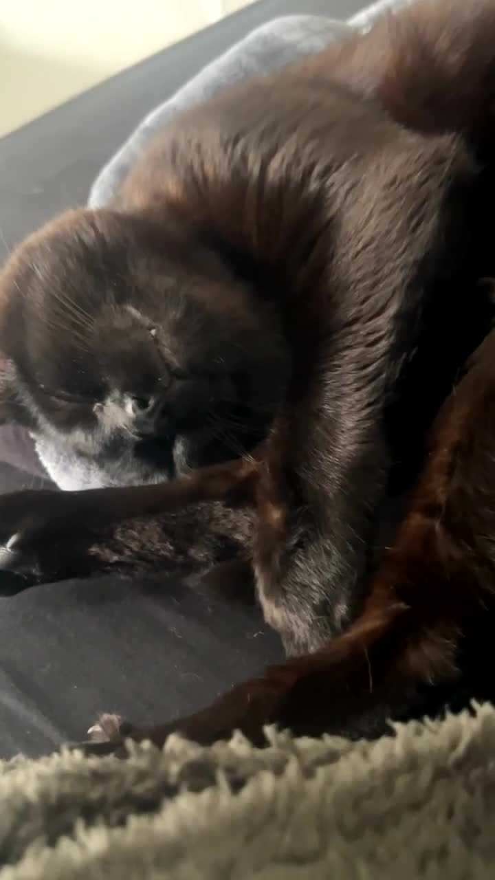Mixed Breed cats for sale: Male cat  - Video 1
