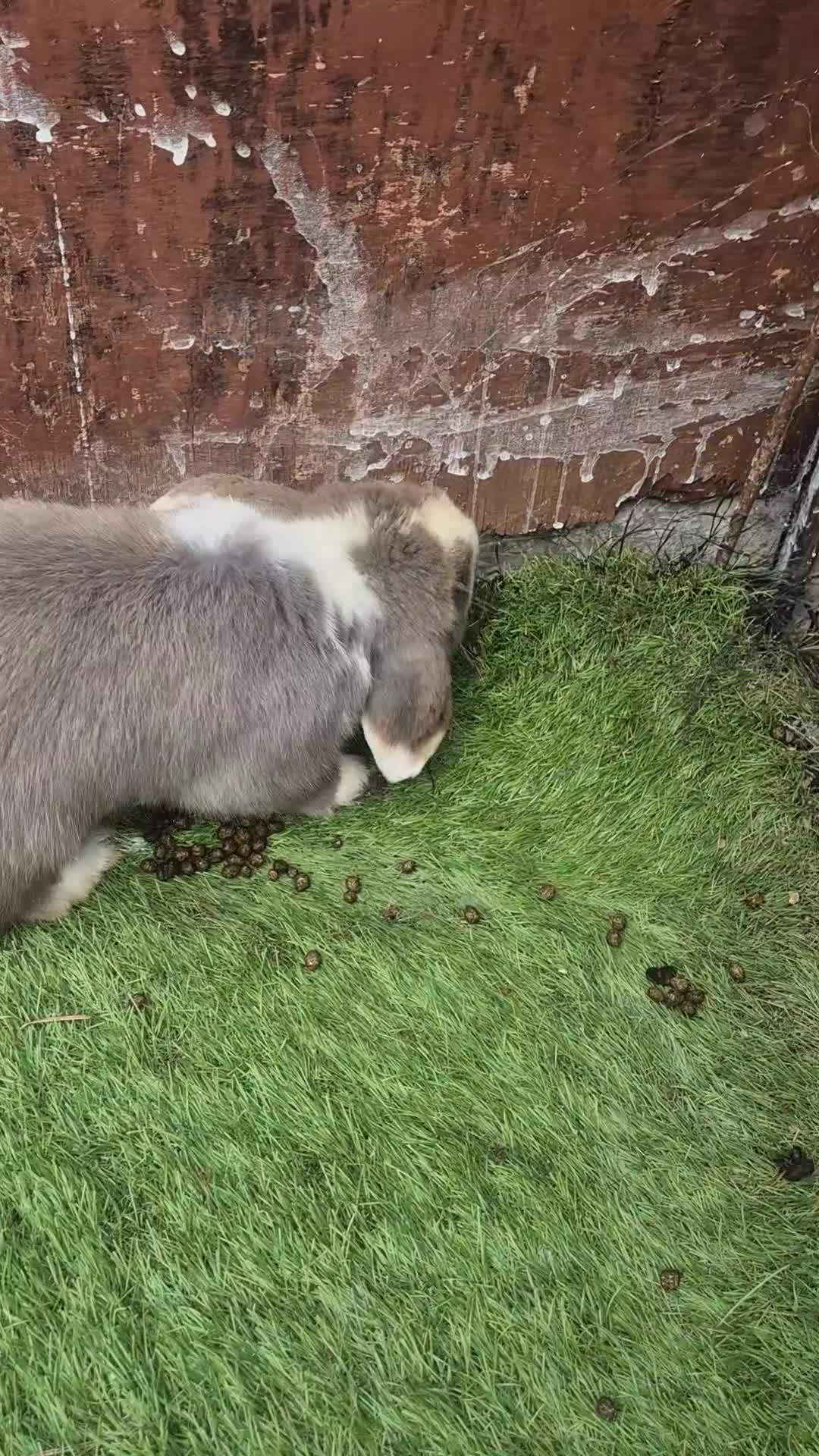 Mini Lop rabbits for sale: Male mini lop - Video 1