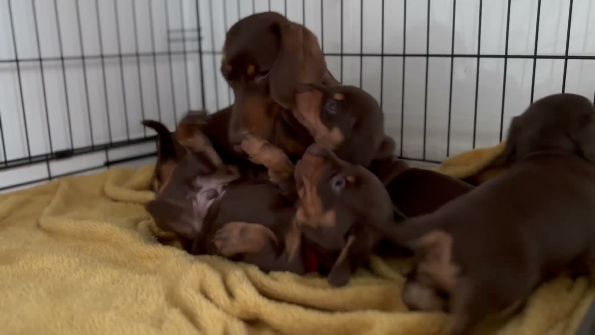 Miniature Dachshund dogs for sale: Pedigree Chocolate & Tan Miniature Dachshunds - Video 1