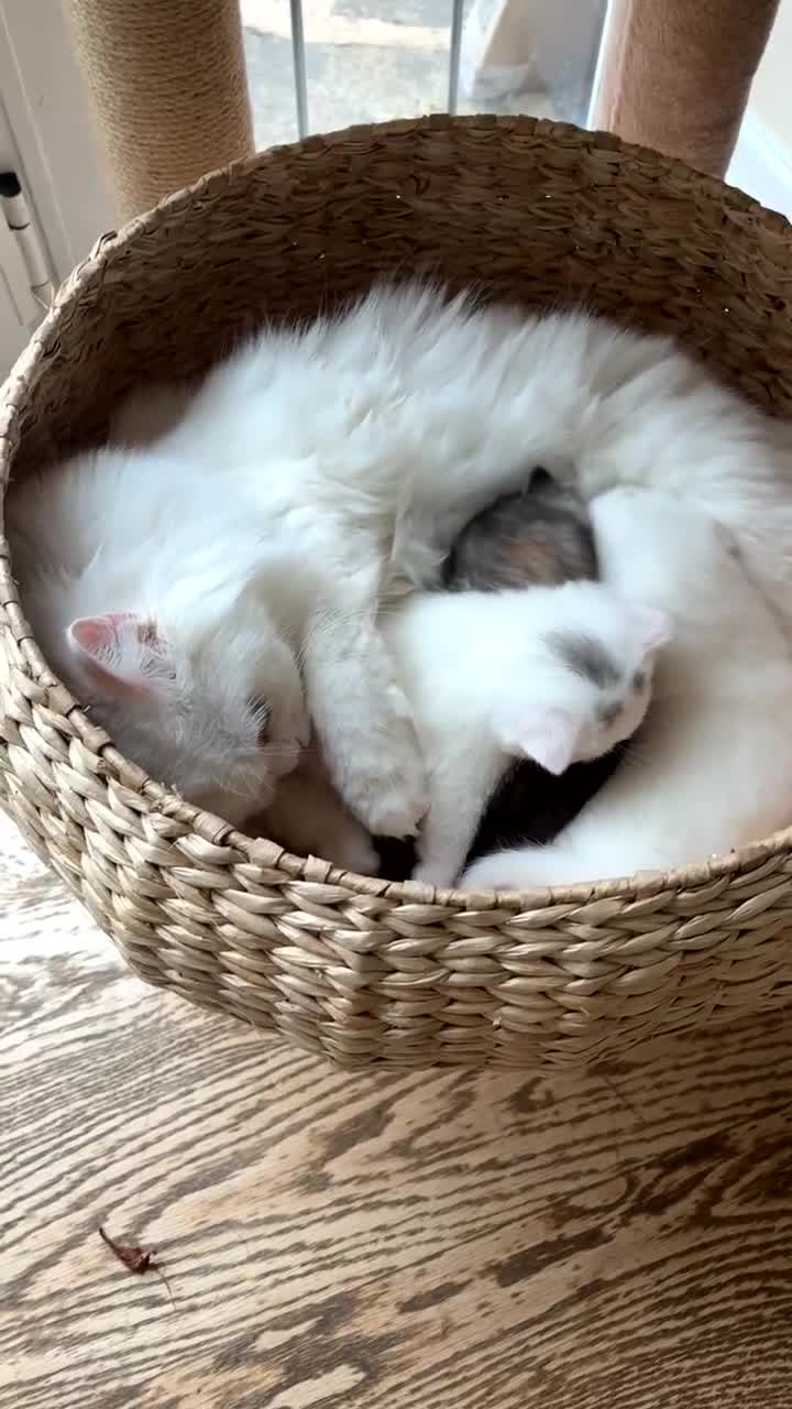 Persian cats for sale:  3 females, 500 each. msg me for your pick! - Video 2
