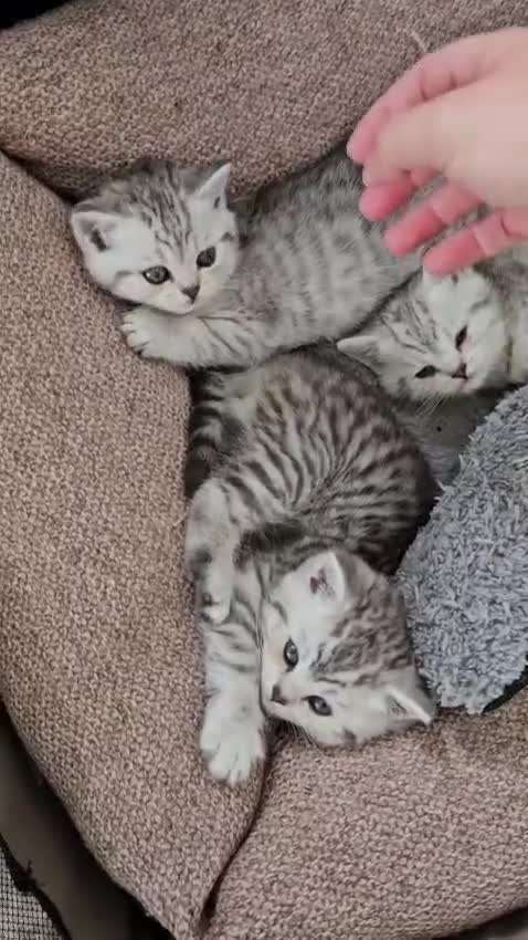 British Shorthair cats for sale: GCCF Blue BSH chunky champion lines - Video 1