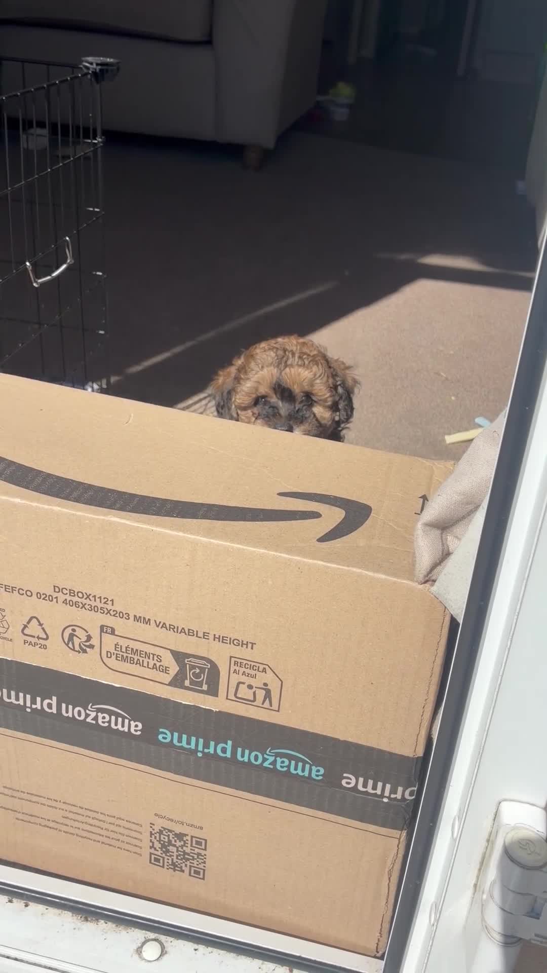 Mixed Breed dogs for sale: 8 week old boy in Clacton-on-Sea - Video 1