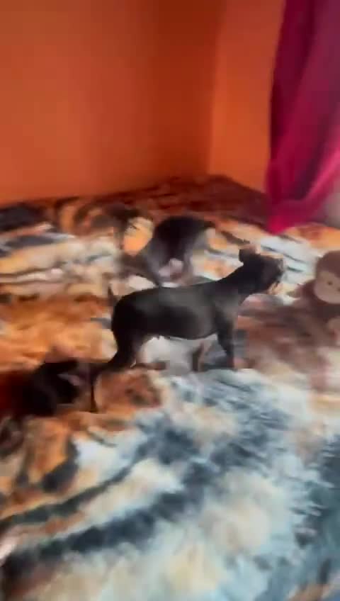 Miniature Pinscher dogs for sale: Beautiful Miniature Pinscher . - Video 1