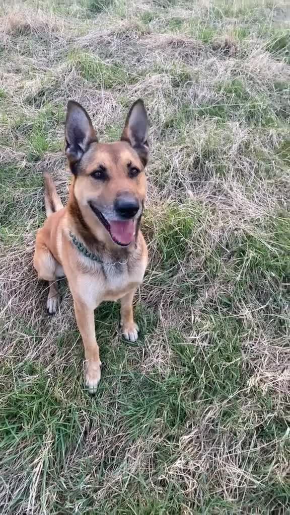 Mixed Breed dogs for stud: Stunning Belgian Malinois x White German Shepherd  - Video 2