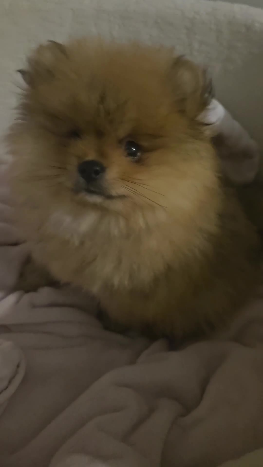 Pomeranian dogs for sale:  Pomeranian Teddy Face Russian  - Video 1