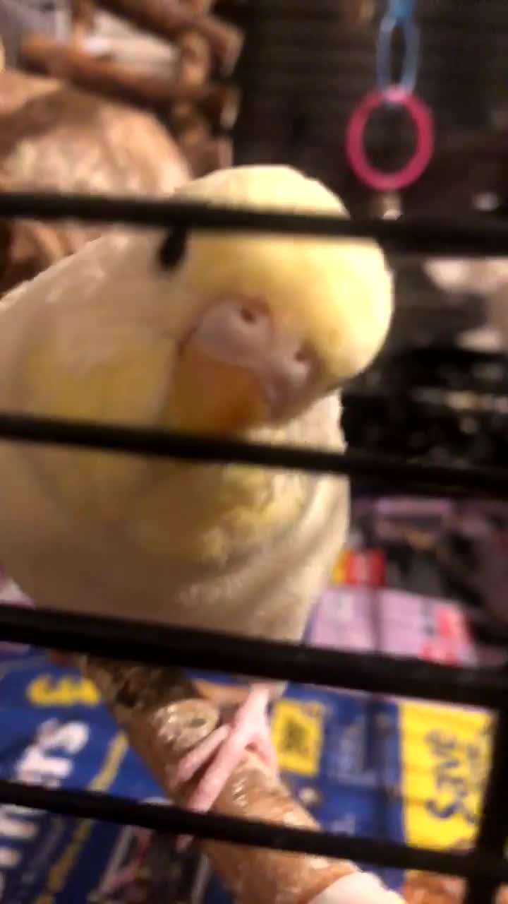 Budgerigars birds for sale: Budgie  in Halesowen - Video 2