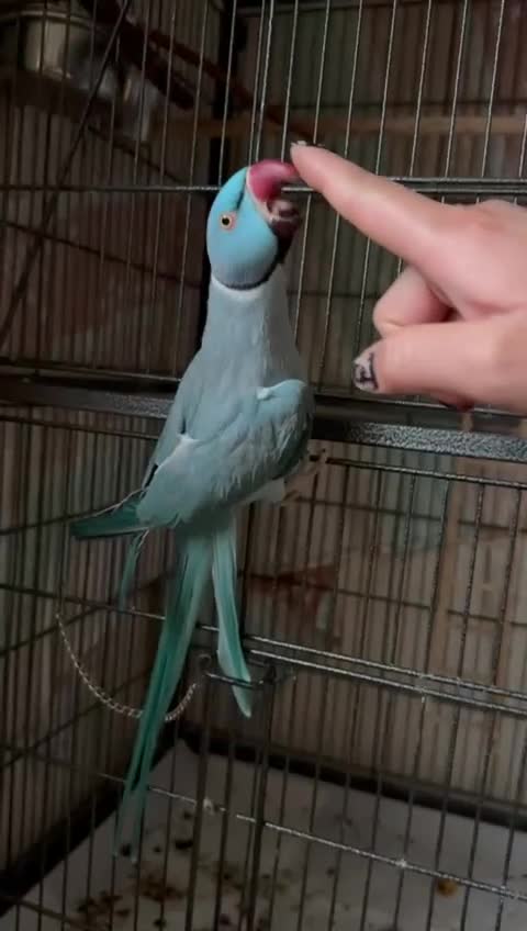 Ringnecks birds for sale: Indian Ringneck in Edinburgh - Video 3
