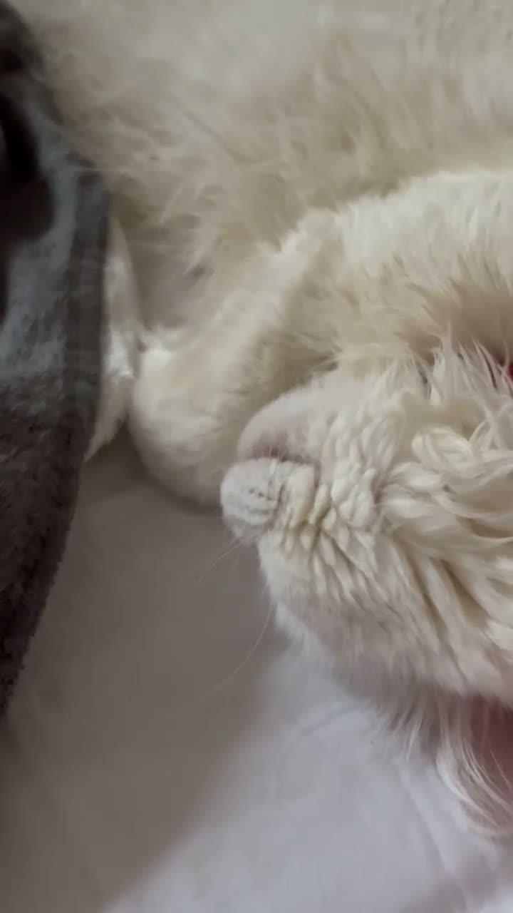 Siberian cats for sale: 5 year old pure Russian Siberian hypoallergenic - Video 1