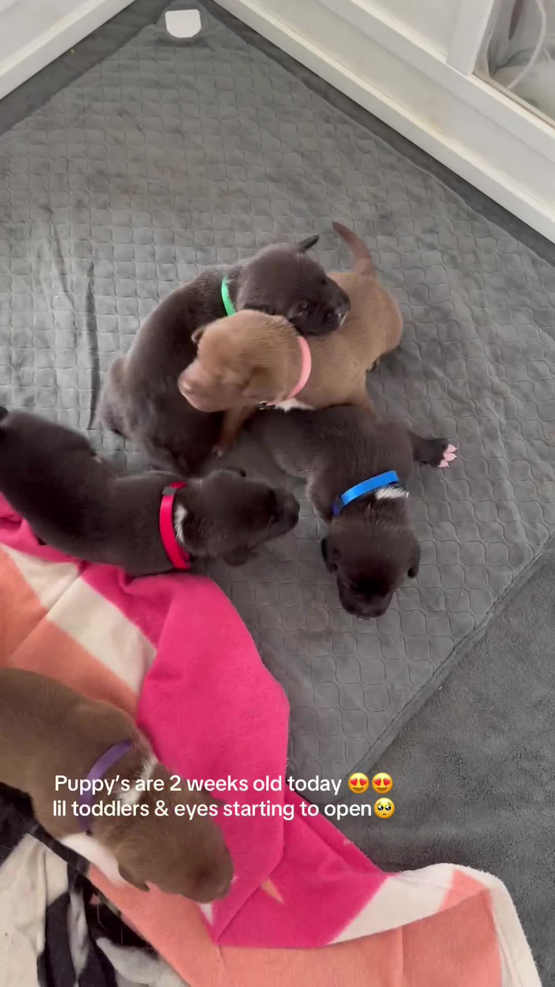Mixed Breed dogs for sale: Border Collie x American Bully pups  - Video 2
