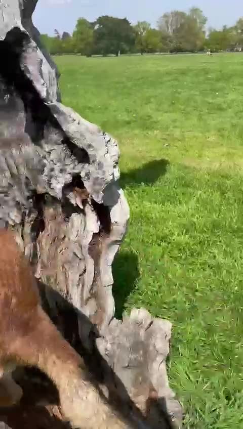 Belgian Shepherd Dog dogs for stud: Belgian Malinois Stud | KC & KNPV Lines  - Video 3