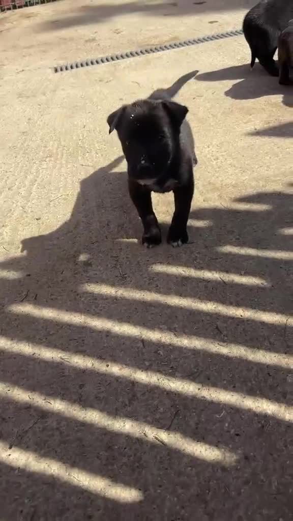 Belgian Shepherd Dog dogs for sale: Dutch shepherd puppies - Video 3