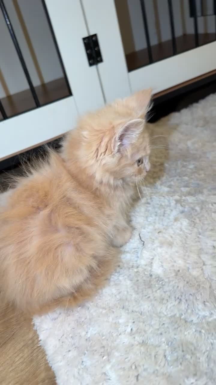 Maine Coon cats for sale: Pure bred mainecoon kitten  - Video 1
