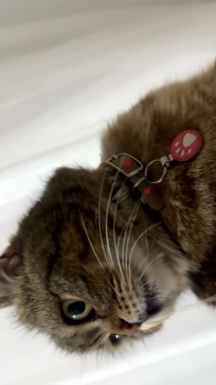 Scottish Fold cats for sale: Pure Scottish fold female   - Video 1
