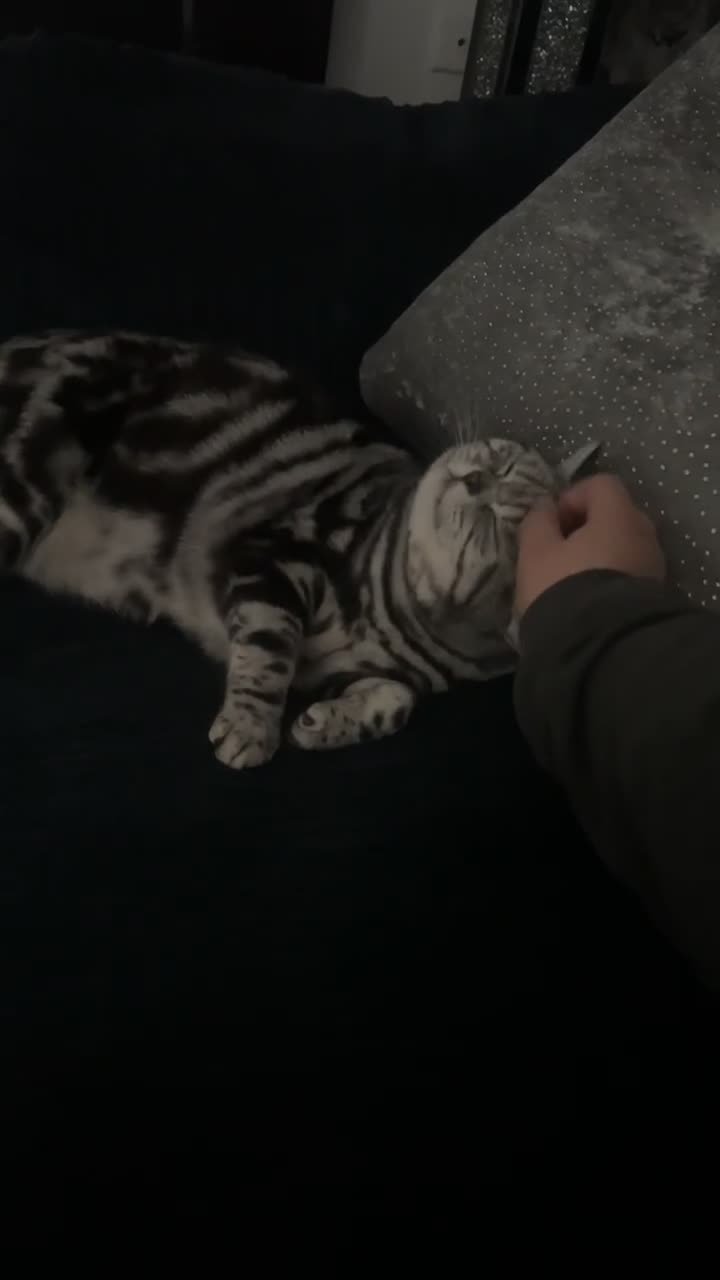 British Shorthair cats for sale: 5 year old British shorthair - Beau  in Solihull - Video 3