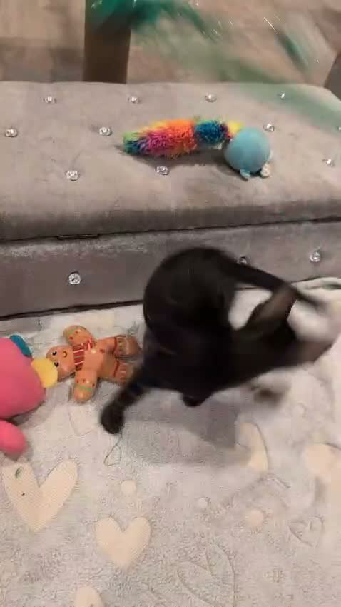 Bengal cats for sale: 🐆✨ TICA-Registered Bengals 🐆✨ - Video 5
