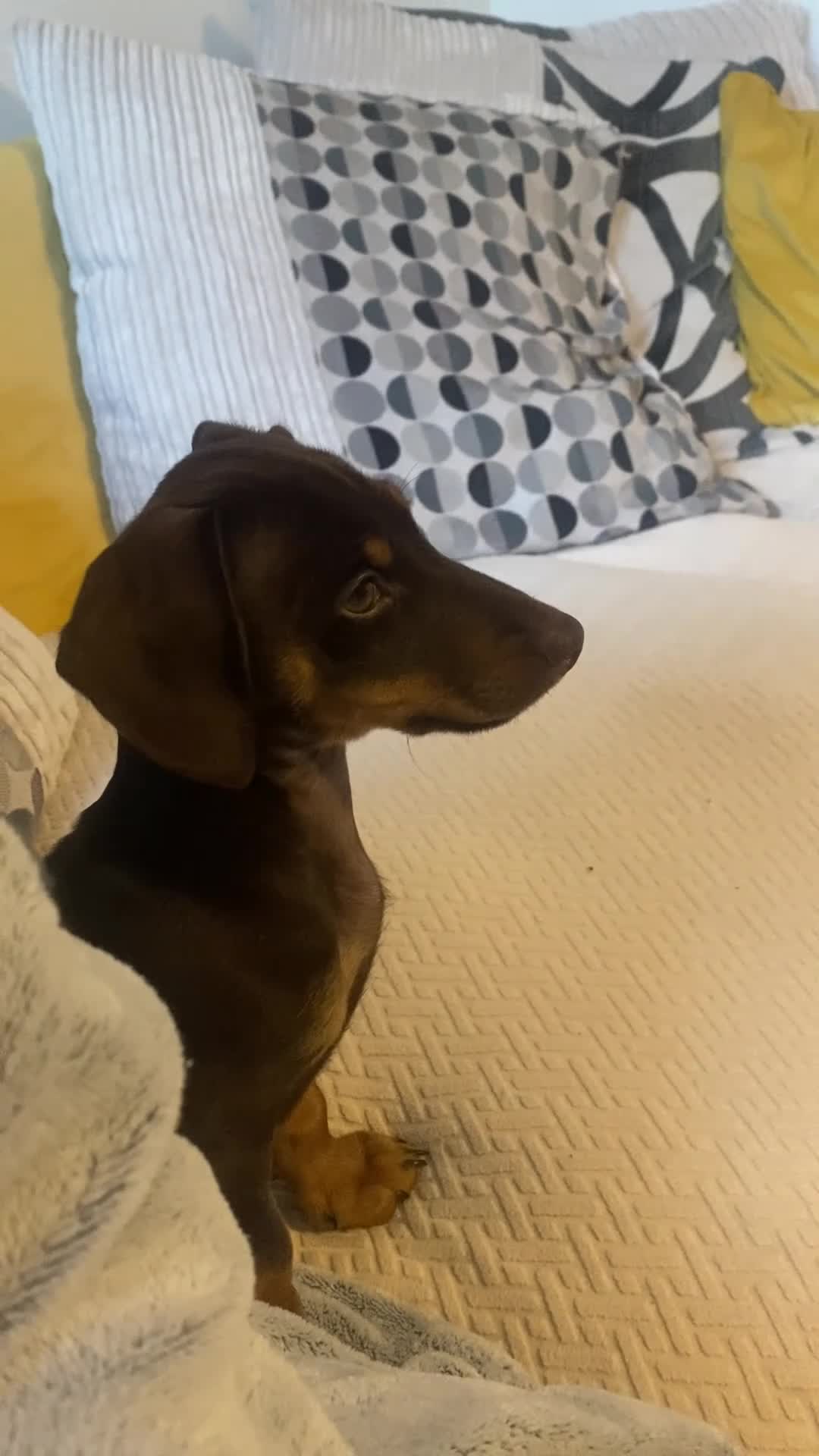 Jackshund dogs for sale: 12 week old Jackshund puppy  in Ludlow - Video 1