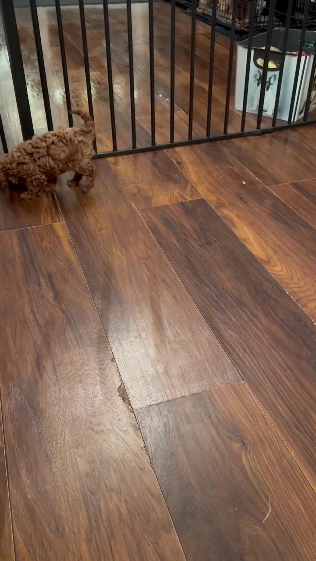 Cavapoo dogs for sale: REDUCED £1750 CAVAPOO GIRL 10 WEEK OLD❣️❣️ - Video 2