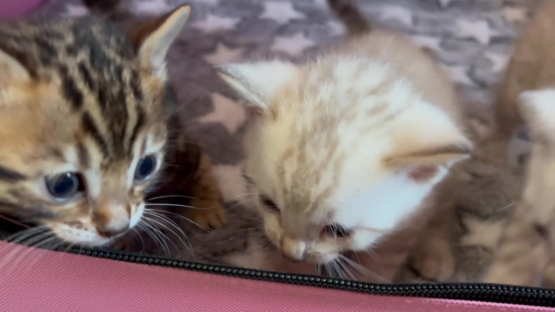 Bengal cats for sale: Supreme Grand Champion TICA bengal kittens  - Video 3
